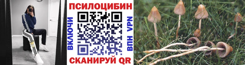 купить наркотики цена  Алагир  Псилоцибиновые грибы Psilocybe 
